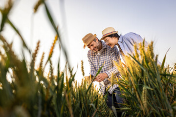 A Thai female farmer and a senior male farmer closely inspect the quality of golden wheat in the field. © Mediteraneo