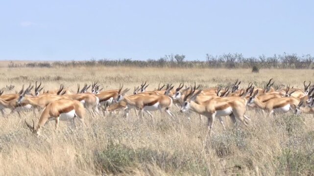 A large herd of springbok antelope running across the kalahari grassland