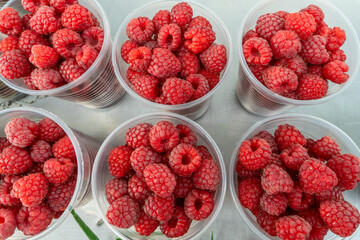 Freshly picked raspberries in clear cups at the market. Delightful moments captured with luscious raspberries for a perfect picnic. A summer celebration with vibrant raspberries bursting with flavor.