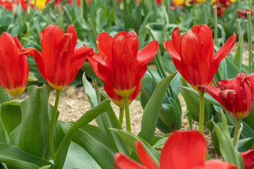 Naklejka premium Vibrant tulips bloom in a colorful garden, showcasing various species on a sunny meadow. Their elegant petals create a stunning display, celebrating the beauty of springtime.