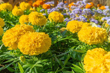 Vibrant marigold flowers in full bloom. A sunlit garden of marigolds radiating warmth and joy inviting you to embrace the beauty of nature and the fleeting moments of summer.