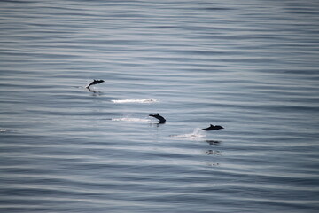 Delfine im Mittelmeer (springen)