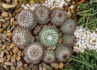 Circular arrangement of various cacti surrounded by pebbles and decorative stones, showcasing unique textures and vibrant colors in a garden setting