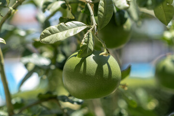 Fresh Green Citrus Fruit Growing on the Tree in a Sunny Garden During Late Spring Season