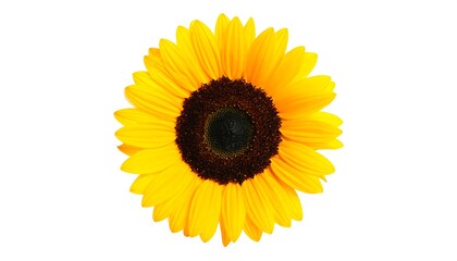 Obraz premium Close-up of a bright sunflower