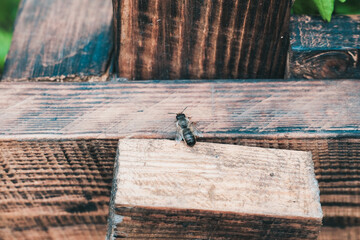 Close-up of a bee resting on a wooden surface, showcasing intricate details of its body and the texture of the wood in a natural setting