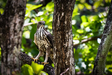 Crested Goshawk Perched on Tree in Forest
