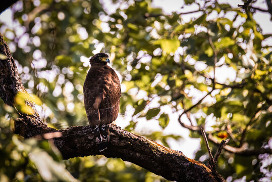 Crested Goshawk Perched on Tree in Forest