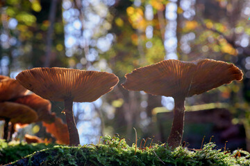 Dunkler Hallimasch (Armillaria ostoyae)