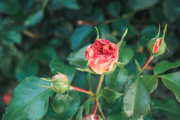 Close-up of a blooming red rose surrounded by green leaves, showcasing delicate petals and natural beauty in a vibrant garden setting