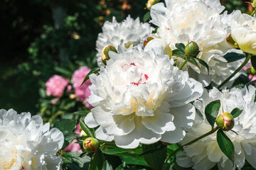 White peony flowers blooming vibrantly in a lush garden, showcasing delicate petals and rich green foliage, symbolizing beauty and nature's elegance