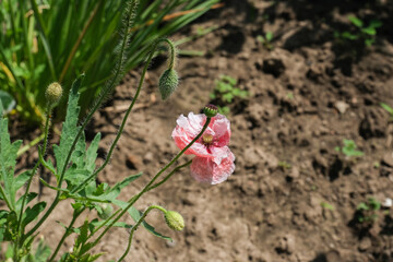 Delicate pink poppy flower blooming in a garden, surrounded by green foliage and earthy soil, showcasing natural beauty and growth