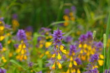 Melampyrum nemorosum, or Ivan da Marya, is an annual herbaceous plant of the Orobanchaceae family.