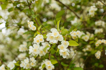 Philadelphus coronarius is a deciduous shrub of the Hydrangeaceae family. Sweet jasmine.