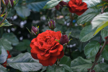 Vibrant red rose blooms among lush green foliage, showcasing delicate petals and budding flowers in a serene garden environment