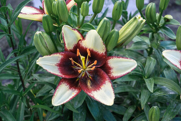 Fototapeta premium Vibrant lily flower with striking maroon and cream petals surrounded by lush green foliage, showcasing natural beauty and floral elegance