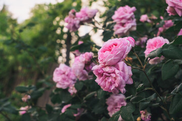 Beautiful pink roses blooming in a lush garden, surrounded by vibrant green foliage, showcasing nature's delicate floral beauty and tranquility