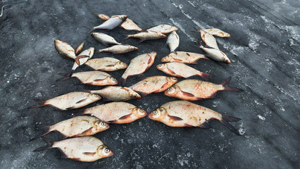 Fishermen showcase their catch on frozen lake surface during winter fishing expedition in a remote location