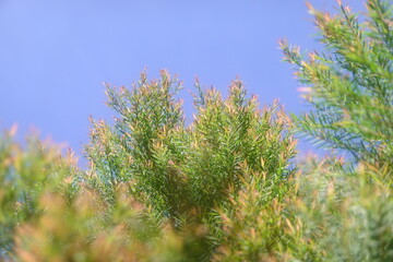 Melaleuca bracteata macro leaves small world	