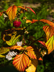 A close-up of a ripe red raspberry hanging from a branch with vibrant autumn leaves, set against a lush green background, ideal for health and nature themes