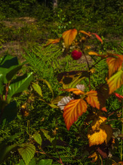 A close-up of a ripe red raspberry hanging from a branch with vibrant autumn leaves, set against a lush green background, ideal for health and nature themes