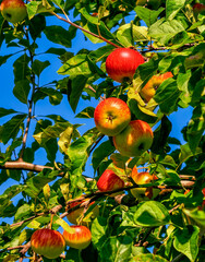 Fresh Apples on Branch - Vibrant Nature Photography  for Organic Produce Promotions, Healthy Lifestyle Campaigns, Advertising, Digital Backgrounds, and Culinary Inspirations