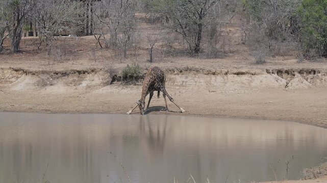 Giraffe trink Wasser am Wasserloch im Kr&uuml;ger National Park - Kruger Nationalpark S&uuml;dafrika