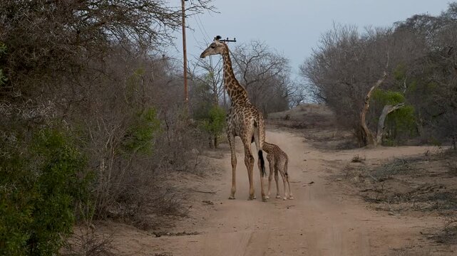 Giraffenkuh mit Jungtier Giraffenkalb 18 Stunden alt im Busch vom Kr&uuml;ger National Park - Kruger Nationalpark S&uuml;dafrika