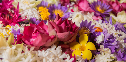 close up of colorful floral offerings in buddhist temple with pink and purple lotus and white jasmine flowers background