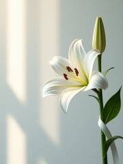 Obraz premium White lily flower blooming gracefully with sunlight casting shadows on the wall funeral
