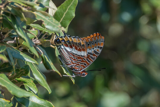 Charaxes jasius (two-tailed pasha), Provence, France