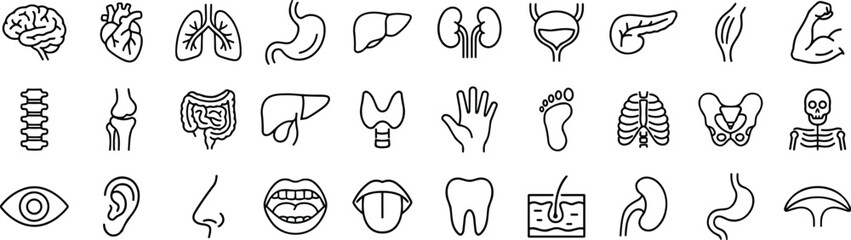 Human anatomy icons set, medical line art illustrations of brain, heart, lungs, organs, skeleton, muscles, and sensory organs vector.