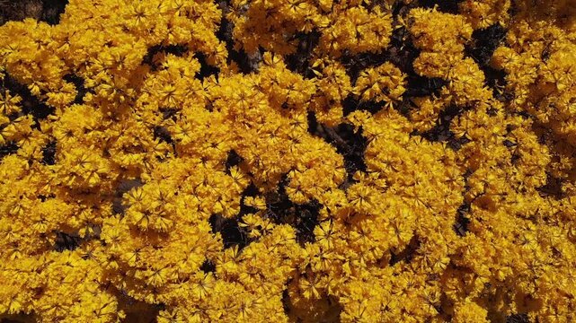 Ip&ecirc; Amarelo visto do alto