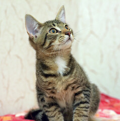 A young tabby kitten with a white spot on his chest sits on a pink blanket and looks up with curiosity. 