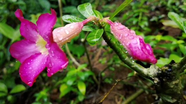 Vibrant pink Adenium flower with raindrops, surrounded by greenery