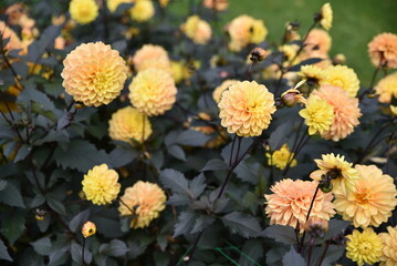 Dahlia jaune au jardin en été