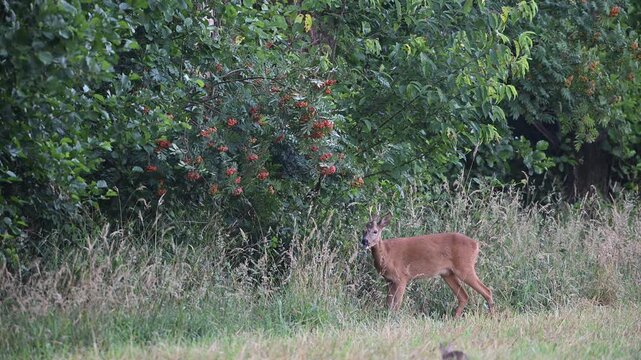 A roebuck stands by a hedge eating leaves from a tree with a rabbit in the foreground, summer, north rhine westphalia, (capreolus capreolus), germany 