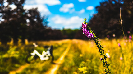 White Bicycles of Hoge Veluwe Netherlands 10