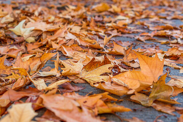 The city asphalt sidewalk is strewn with autumn dry fallen orange leaves of a maple tree from a lower angle. Blank for artworks on the theme of the changing seasons, autumn motifs, atmosphere