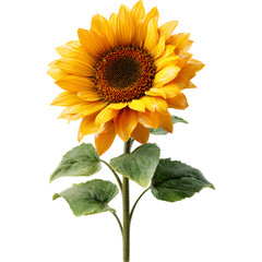 Obraz premium sunflower
