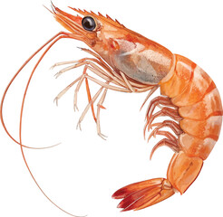 Watercolor Illustration of a Cooked Shrimp Featuring Vibrant Orange Tones and Intricate Detailing of its Anatomy on a White Background