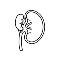 Minimalist Line Drawing of Human Kidney with Renal Cortex, Medulla, Pelvis, and Ureter in Black and White Outline Style