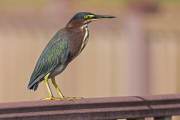 An adult green heron (Butorides virescens) perched on a fence.