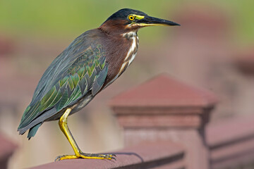 An adult green heron (Butorides virescens) perched on a fence.