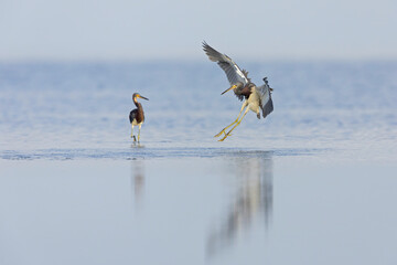 A tricolored heron (Egretta tricolor) hunting for fish.