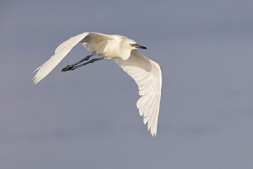 A white morph reddish egret (Egretta rufescens) in flight.