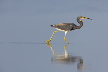 A tricolored heron (Egretta tricolor) hunting for fish.