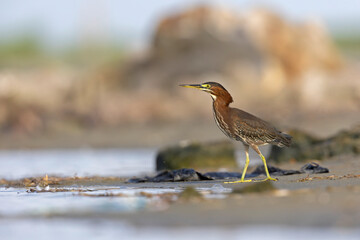 A green heron (Butorides virescens) on the water's edge.