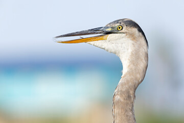 Portrait of a great blue heron (Ardea herodias).