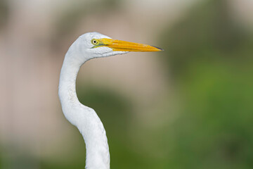 Portrait of a great egret (Ardea alba).